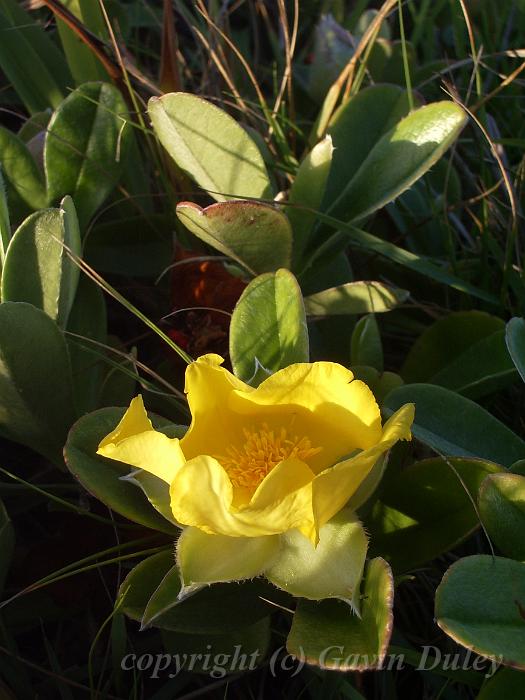 Yellow flower, Red Rock IMGP8632.JPG